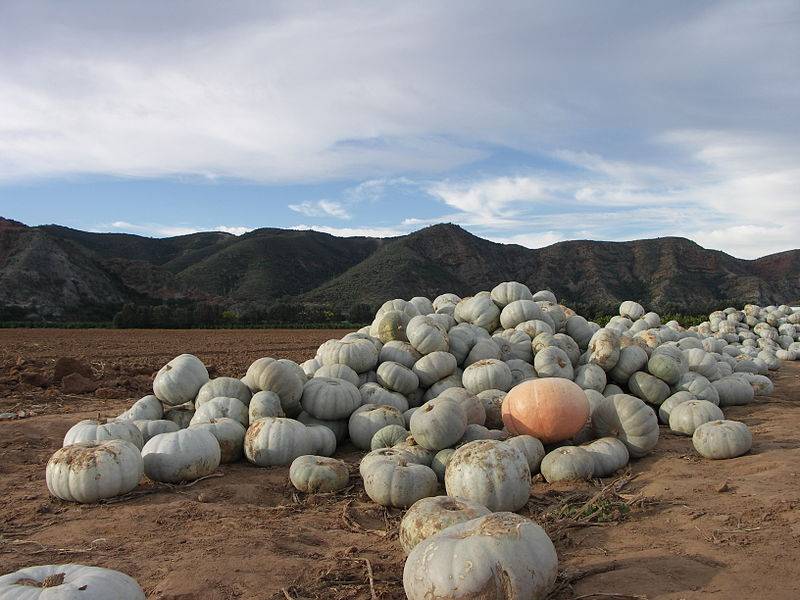 African Squashes and Gourds Galore