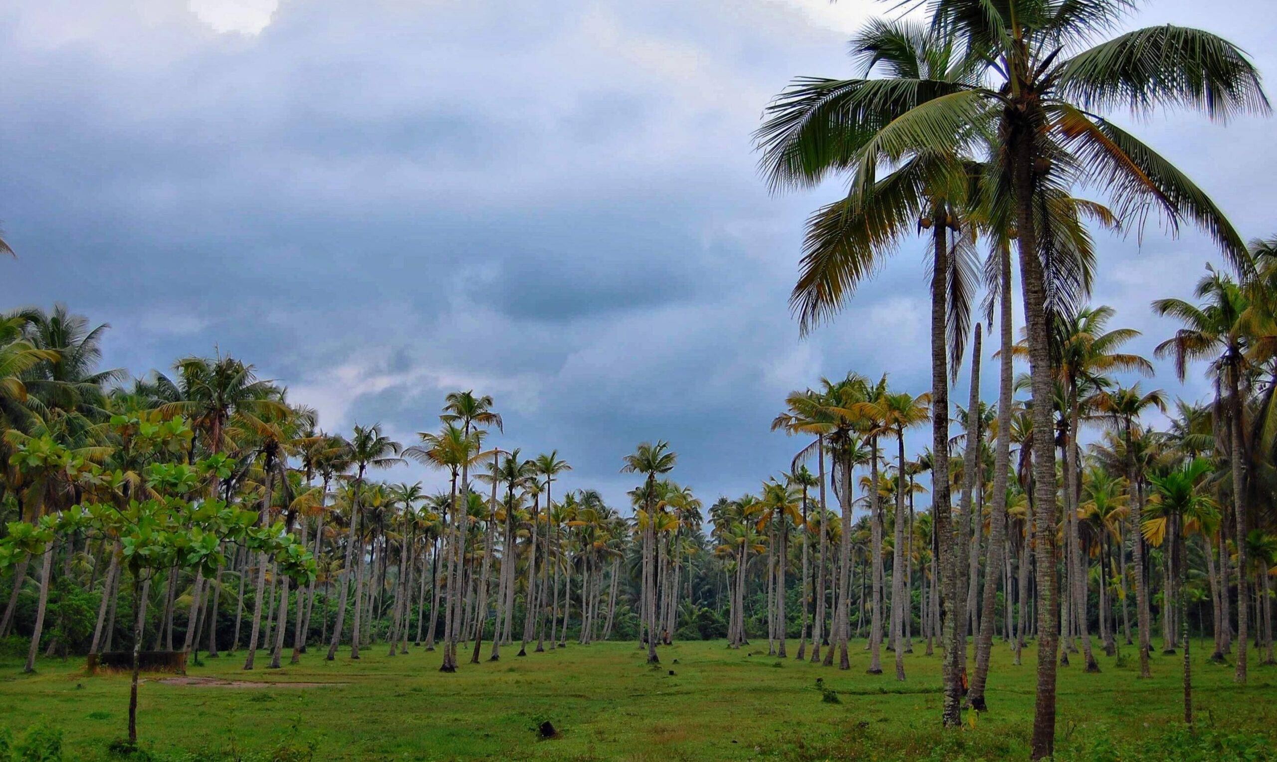 The Scoop on Coconut