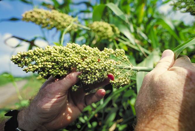 Whole Grains: Good for the Planet and Good for You