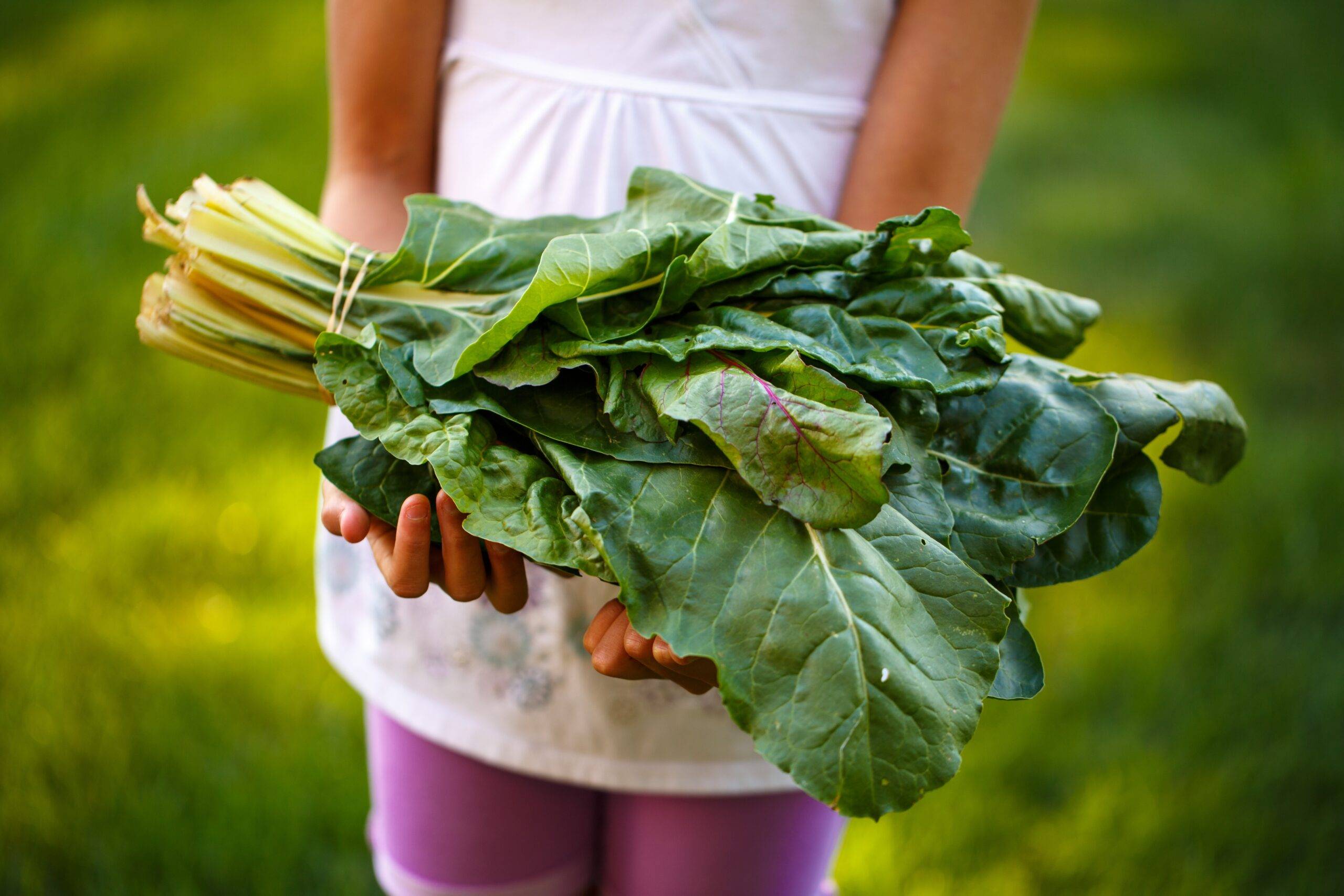 Great Greens of the Mediterranean