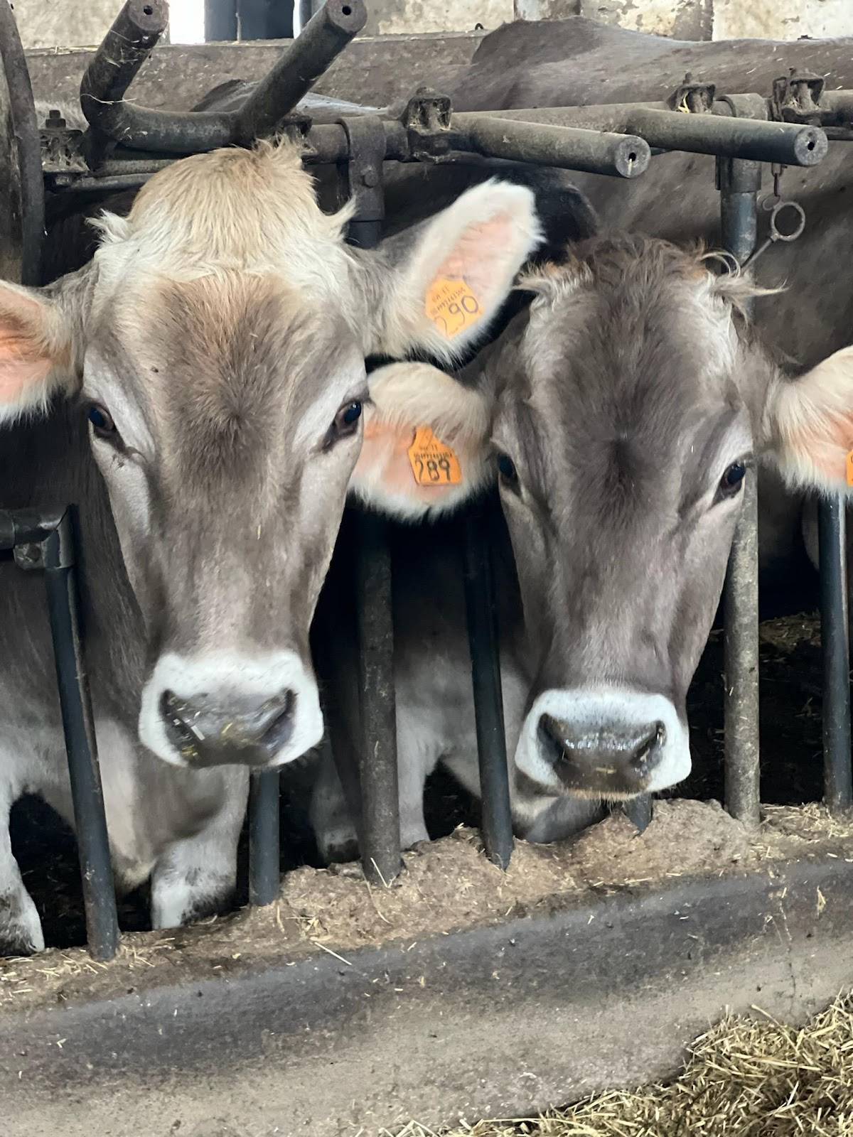 A group of cows resting inside a spacious barn, surrounded by wooden beams and hay scattered on the floor.