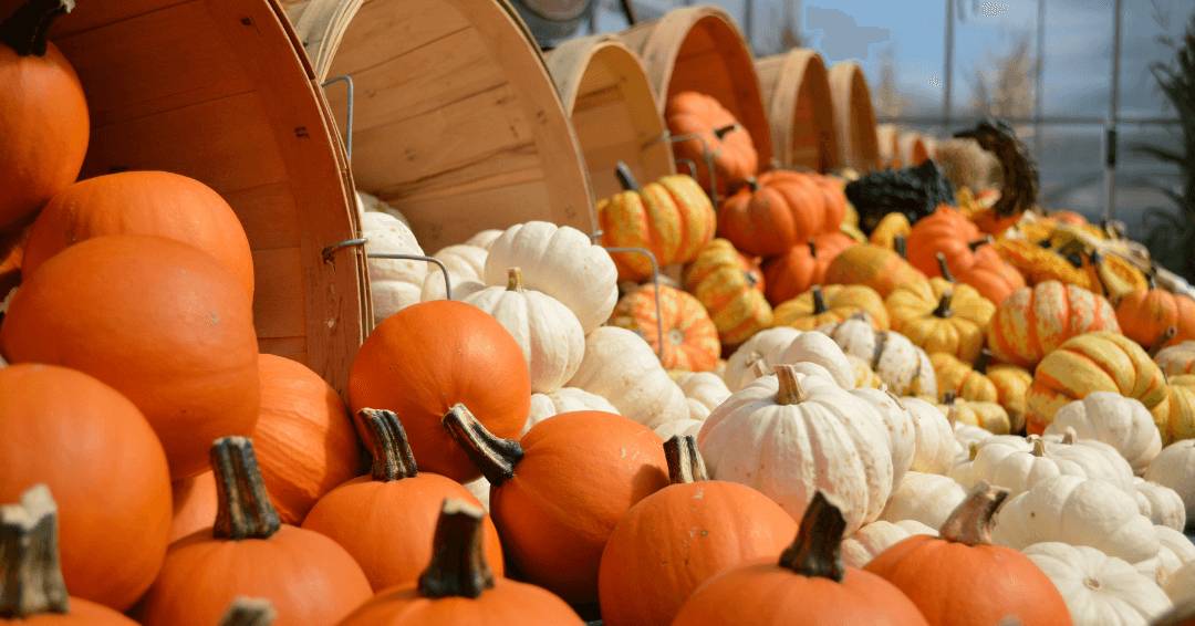 Colorful pumpkins and gourds gathered at a farm