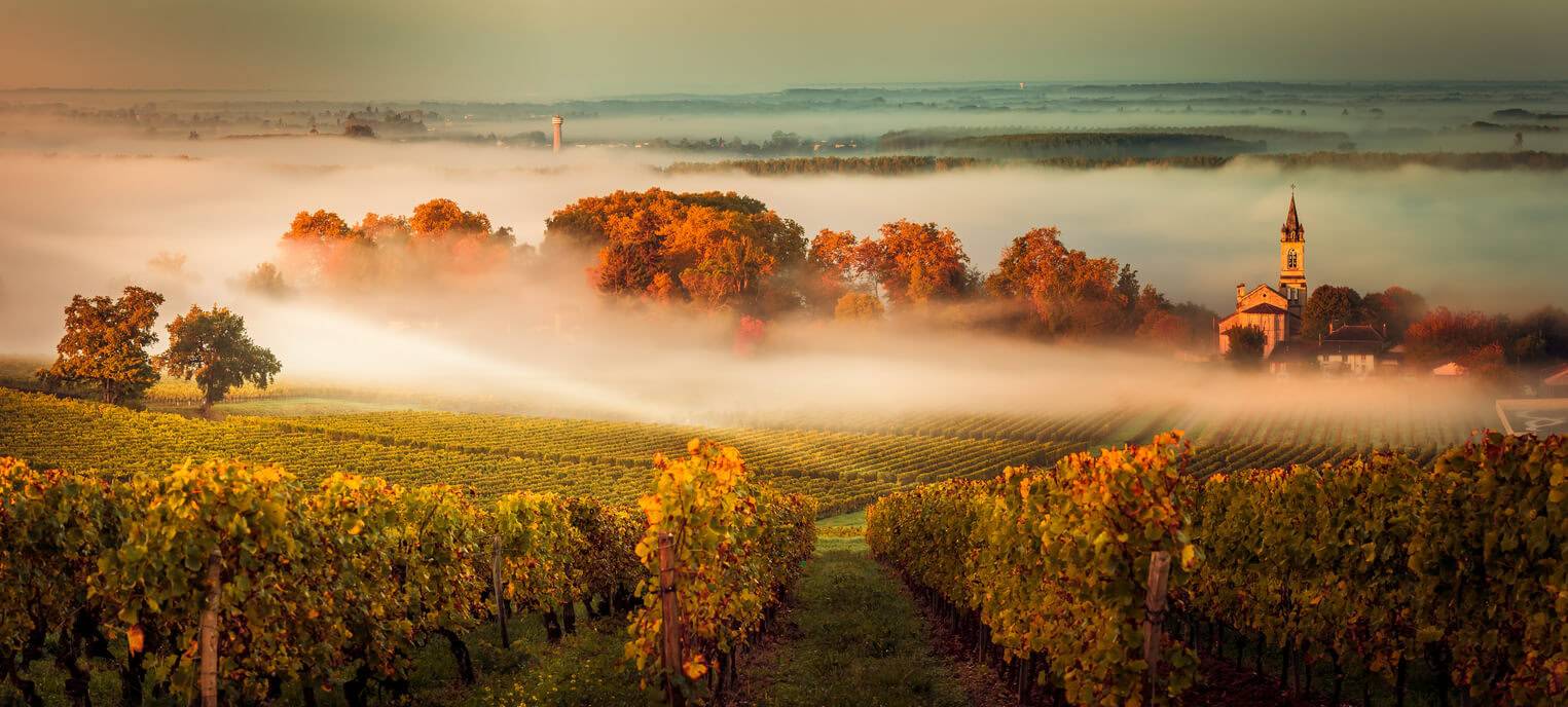 Sunset landscape bordeaux wine yard france