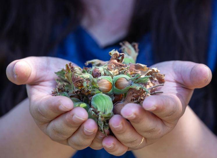 A person holds a handful of hazelnuts surrounded by green husks, showcasing fresh harvest in bright natural light.