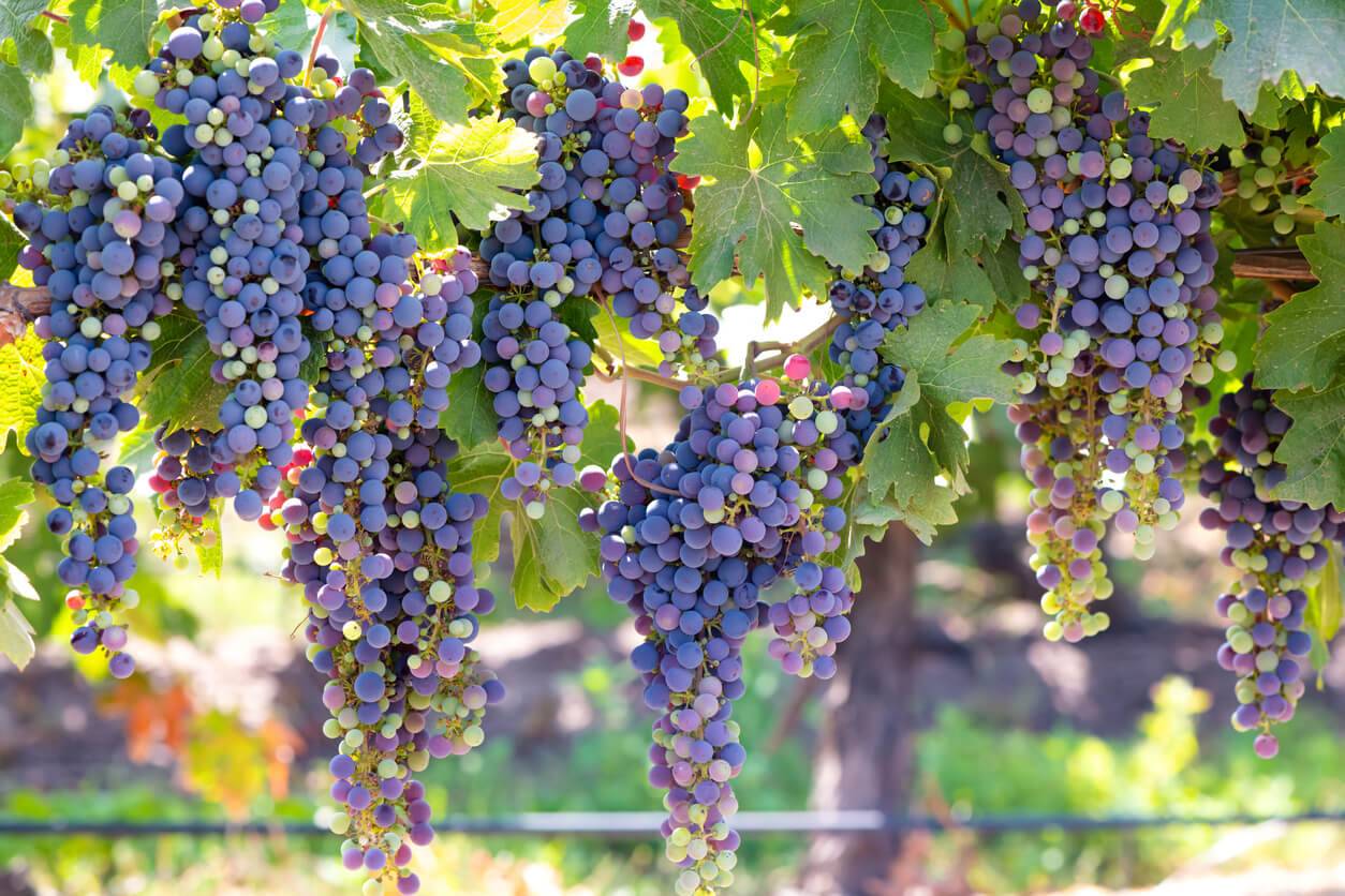 Clusters of ripe grapes hanging from a green vine