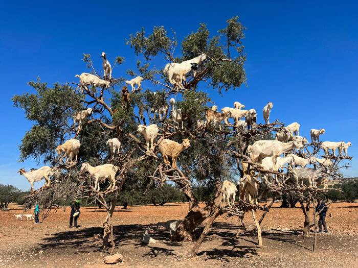 A group of goats climbing and standing on a large tree