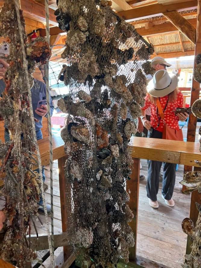 a special Oyster Experience at Mali Ston